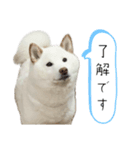 〜毎日使える挨拶〜柴犬りく。（個別スタンプ：2）