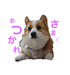 コーギーとその仲間達4（個別スタンプ：6）