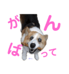 コーギーとその仲間達4（個別スタンプ：10）