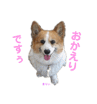 コーギーとその仲間達4（個別スタンプ：11）