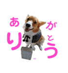 コーギーとその仲間達4（個別スタンプ：13）