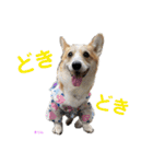 コーギーとその仲間達4（個別スタンプ：28）