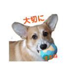 コーギーとその仲間達4（個別スタンプ：31）