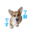 コーギーとその仲間達4（個別スタンプ：32）