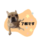 ★かわいいうちの子スタンプNo.3（個別スタンプ：6）