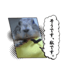 このたん一家3（個別スタンプ：3）