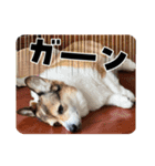 このたん一家3（個別スタンプ：6）