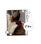 このたん一家3（個別スタンプ：7）
