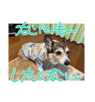 このたん一家3（個別スタンプ：8）