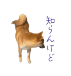 柴犬の岳 0歳 その2（個別スタンプ：9）