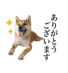 柴犬の岳 0歳 その2（個別スタンプ：10）