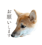 柴犬の岳 0歳 その2（個別スタンプ：13）