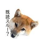 柴犬の岳 0歳 その2（個別スタンプ：19）