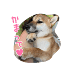 柴犬の岳 0歳 その2（個別スタンプ：23）