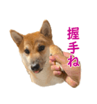 柴犬の岳 0歳 その2（個別スタンプ：26）