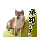 柴犬の岳 0歳 その2（個別スタンプ：31）