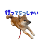 柴犬の岳 0歳 その2（個別スタンプ：32）