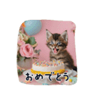 仔猫の冒険（個別スタンプ：5）