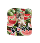 仔猫の冒険（個別スタンプ：9）