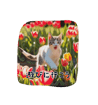 仔猫の冒険（個別スタンプ：10）