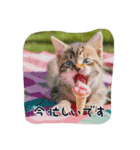 仔猫の冒険（個別スタンプ：17）