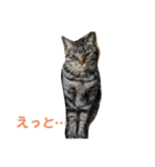 天とほののスタンプ3（個別スタンプ：40）