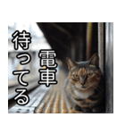 かわいい猫の待ち合わせ(連絡・報告・外出)（個別スタンプ：6）