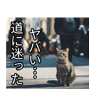 かわいい猫の待ち合わせ(連絡・報告・外出)（個別スタンプ：14）