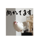 こっちゃんすたんぷ（文鳥）（個別スタンプ：1）