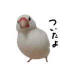 こっちゃんすたんぷ（文鳥）（個別スタンプ：2）