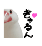 こっちゃんすたんぷ（文鳥）（個別スタンプ：3）