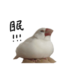こっちゃんすたんぷ（文鳥）（個別スタンプ：5）