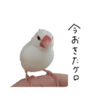 こっちゃんすたんぷ（文鳥）（個別スタンプ：6）