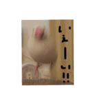 こっちゃんすたんぷ（文鳥）（個別スタンプ：7）