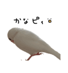 こっちゃんすたんぷ（文鳥）（個別スタンプ：8）