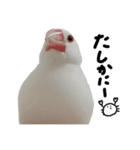 こっちゃんすたんぷ（文鳥）（個別スタンプ：9）