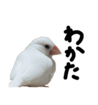 こっちゃんすたんぷ（文鳥）（個別スタンプ：10）