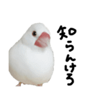 こっちゃんすたんぷ（文鳥）（個別スタンプ：11）