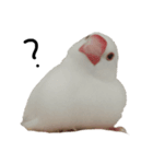 こっちゃんすたんぷ（文鳥）（個別スタンプ：12）