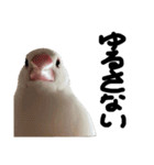 こっちゃんすたんぷ（文鳥）（個別スタンプ：13）