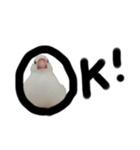 こっちゃんすたんぷ（文鳥）（個別スタンプ：14）
