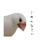 こっちゃんすたんぷ（文鳥）（個別スタンプ：15）