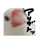 こっちゃんすたんぷ（文鳥）（個別スタンプ：16）