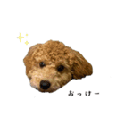 ちゃつぴー（個別スタンプ：12）