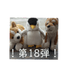 第18弾！犬とペンギンのスタンプ！（個別スタンプ：40）