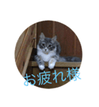 かわいい猫のスタンプ①（個別スタンプ：12）