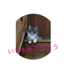 かわいい猫のスタンプ①（個別スタンプ：14）