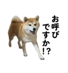 柴犬の姉弟-サクラと将太郎-（個別スタンプ：5）