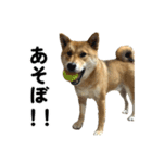 柴犬の姉弟-サクラと将太郎-（個別スタンプ：6）