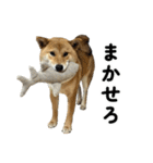 柴犬の姉弟-サクラと将太郎-（個別スタンプ：20）